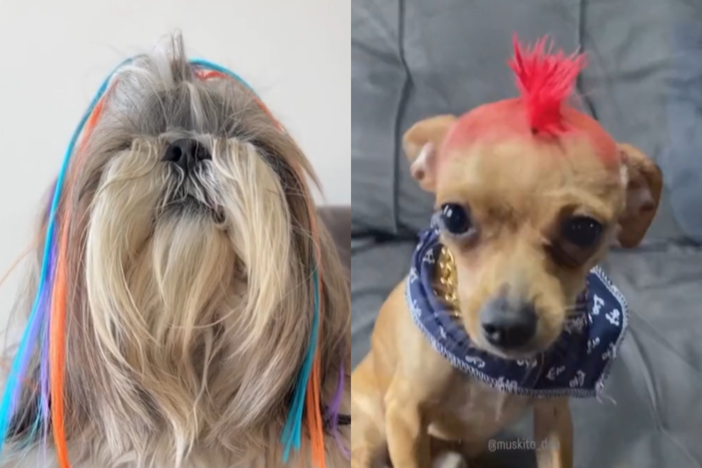 penteado dia do cabelo maluco cabelo curto